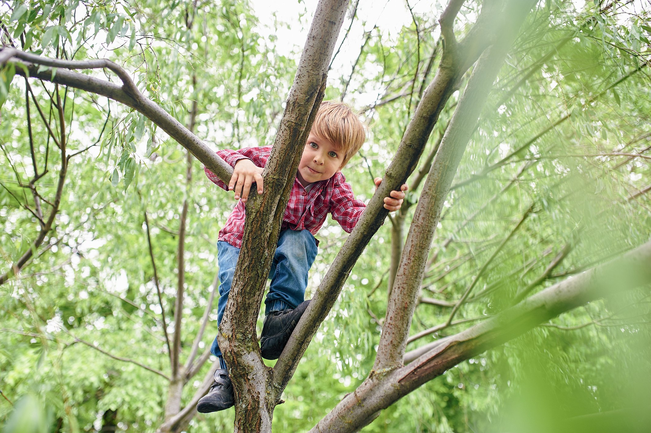 Outdoors portrait of cute preschool boy climbing a tree Outdoors portrait of cute preschool boy climbing a tree
