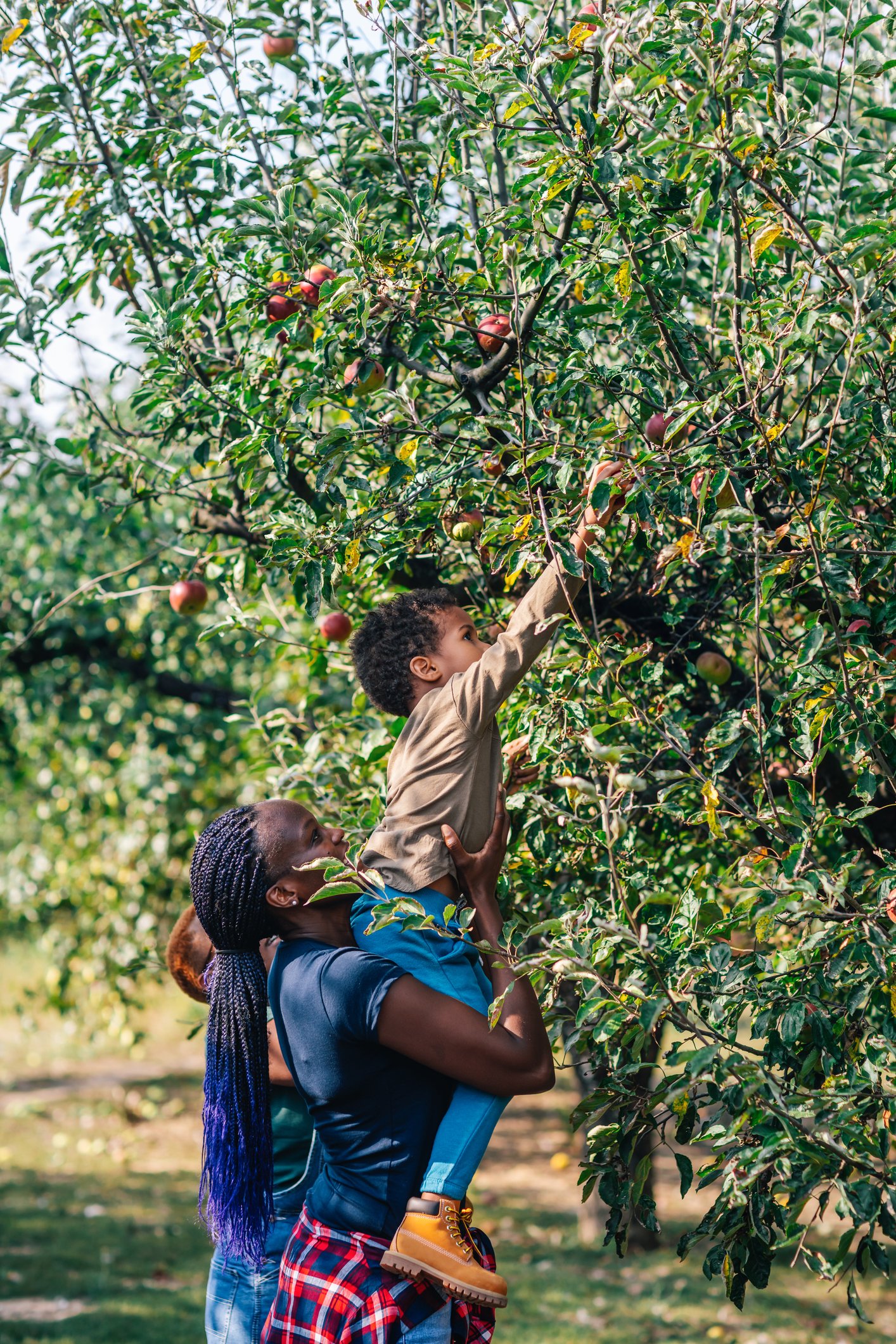 African Woman And Her Son Picking Apples In Orchard An Autumn African Woman And Her Son Picking Apples In Orchard An Autumn
